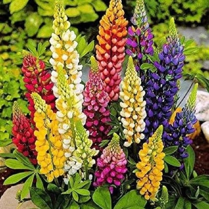 Buy Lupin Seeds - Excellent Germination Online | Urvann.com