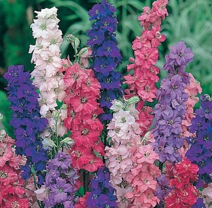 Buy Larkspur Seeds - Excellent Germination Online | Urvann.com