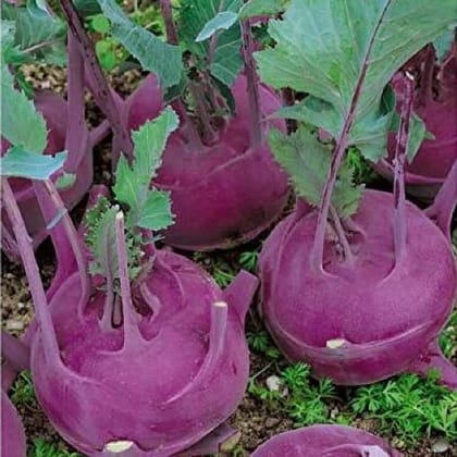 Buy Knol Knol Purple Seeds - Excellent Germination Online | Urvann.com