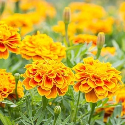 French Marigold Seeds - Excellent Germination