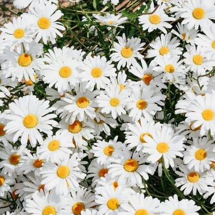 Buy Daisy Seeds - Excellent Germination Online | Urvann.com