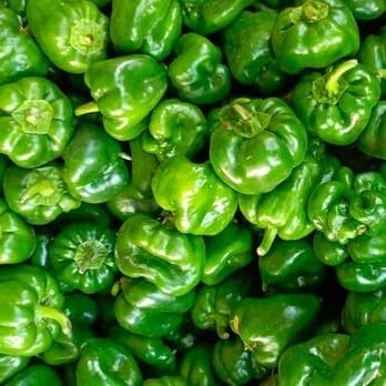 Capsicum Green Seeds - Excellent Germination