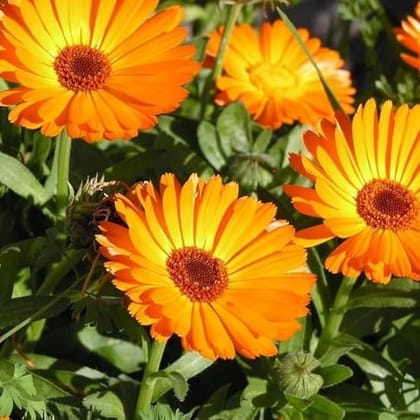 Buy Calendula Seeds - Excellent Germination Online | Urvann.com