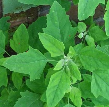 Buy Bathua Desi Seeds - Excellent Germination Online | Urvann.com