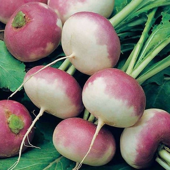 Turnip Purple Seeds - Excellent Germination