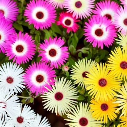 Buy Ice Plant Seeds - Excellent Germination Online | Urvann.com