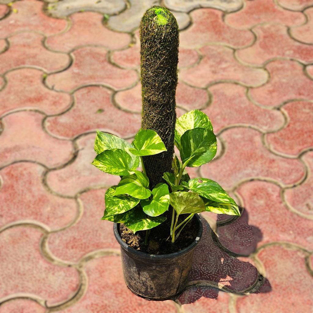 Special Indoor Plant - Money Plant Green with 2 Ft Moss Stick in 6 Inch Nursery Pot