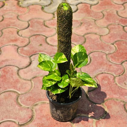 Buy Money Plant Green with 2 Ft Moss Stick in 6 Inch Nursery Pot Online | Urvann.com