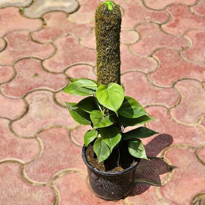 Buy Oxycardium Green with 2 Ft Moss Stick in 6 Inch Nursery Pot Online | Urvann.com