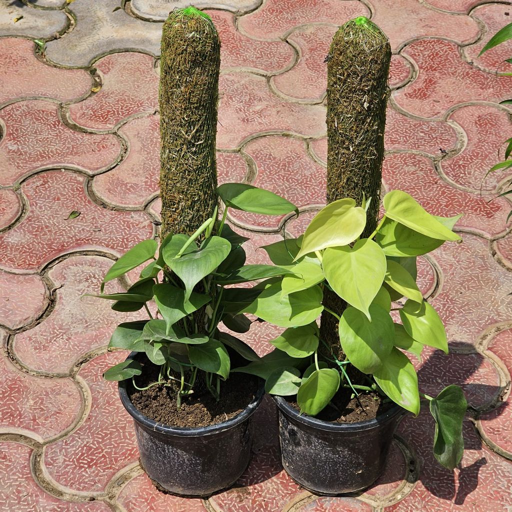 Set of 2 - Oxycardium (Green & Golden) with 2 Ft Moss Stick in 6 Inch Nursery Pot