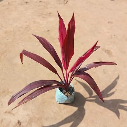 Dracaena Red in 4 Inch Nursery Bag