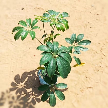 Schefflera Green in 5 Inch Nursery Bag