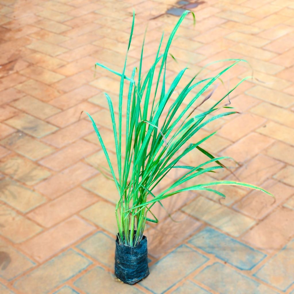 Lemon Grass in 5 Inch Nursery Bag