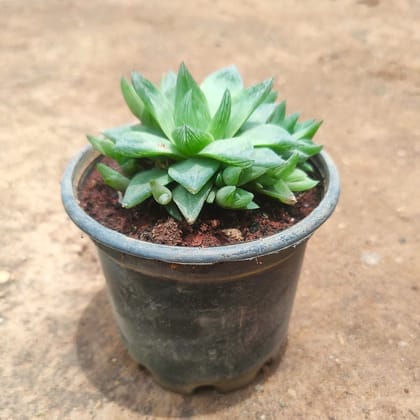 Haworthia Cymbiformis Succulent in 3 Inch  Nursery Pot