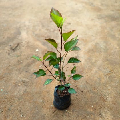 Hibiscus / Gudhal Desi in 4 Inch Nursery Bag