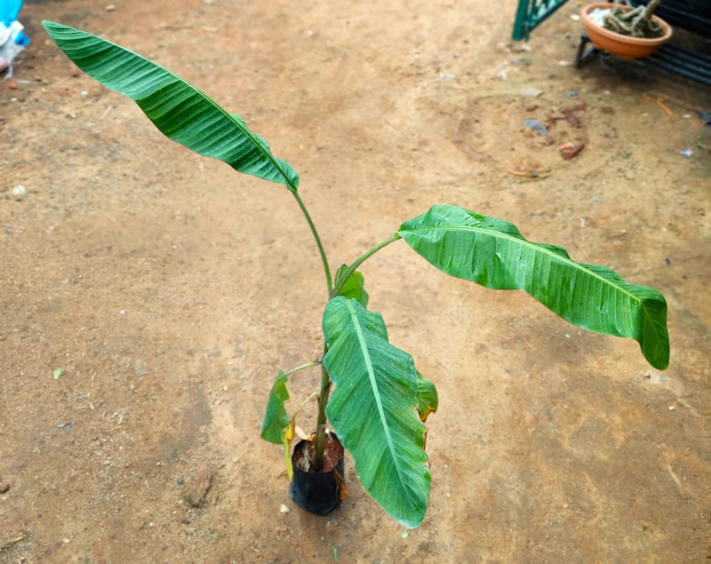 Banana Plant (~ 2 Ft) in 5 Inch Nursery Bag