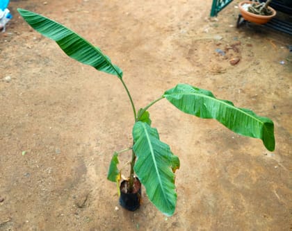 Banana Plant (~ 2 Ft) in 5 Inch Nursery Bag