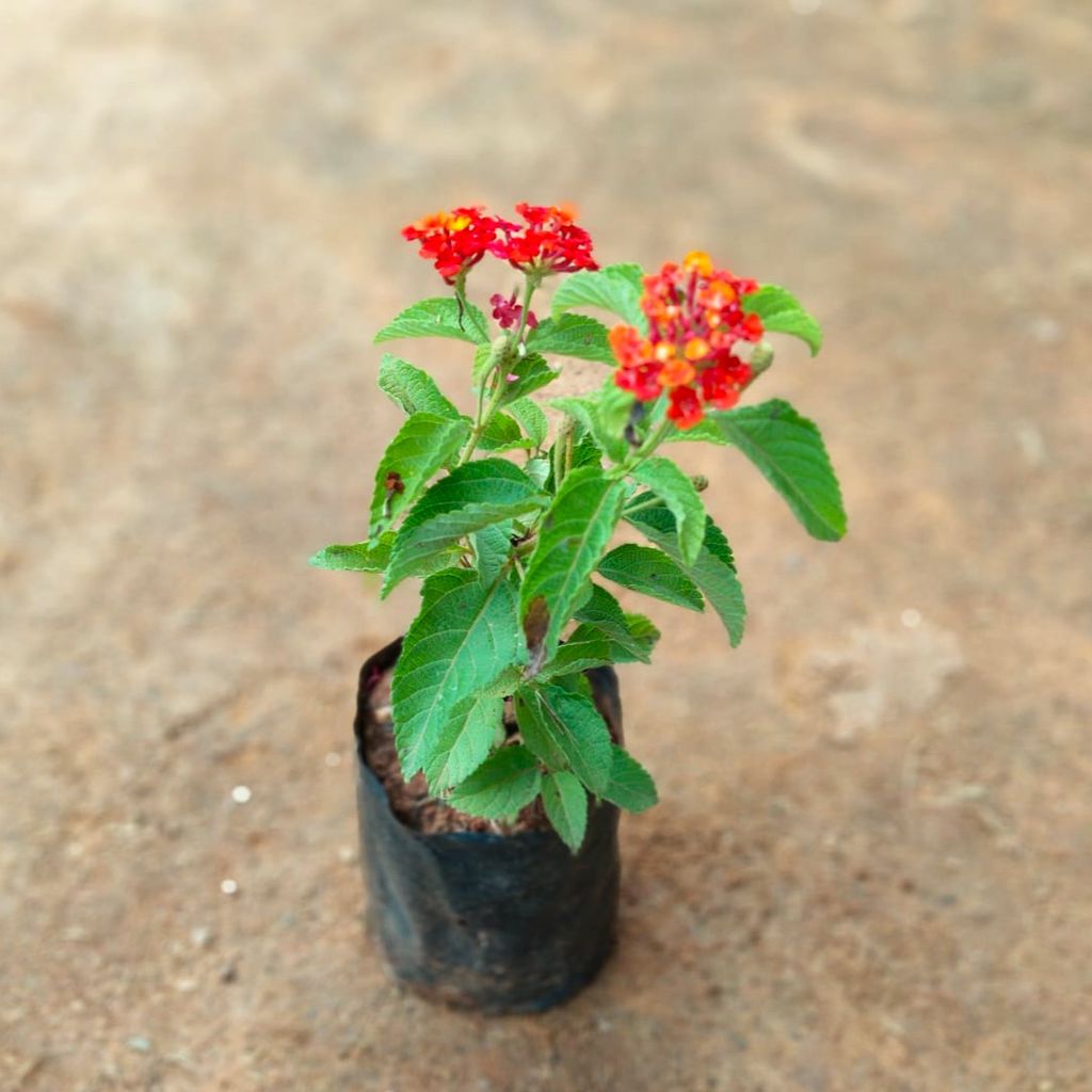 Lantana Red in 4 Inch Nursery Bag