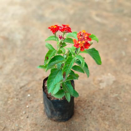 Lantana Red in 4 Inch Nursery Bag