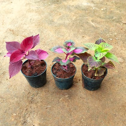 Set of 3 - Coleus (Red, Red Green & Multi Colour) in 4 Inch Nursery Pot