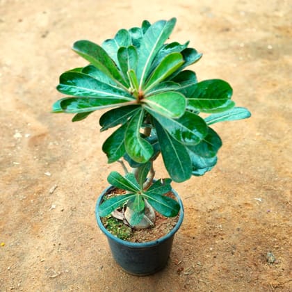 Adenium (any colour) in 5 Inch Nursery Pot