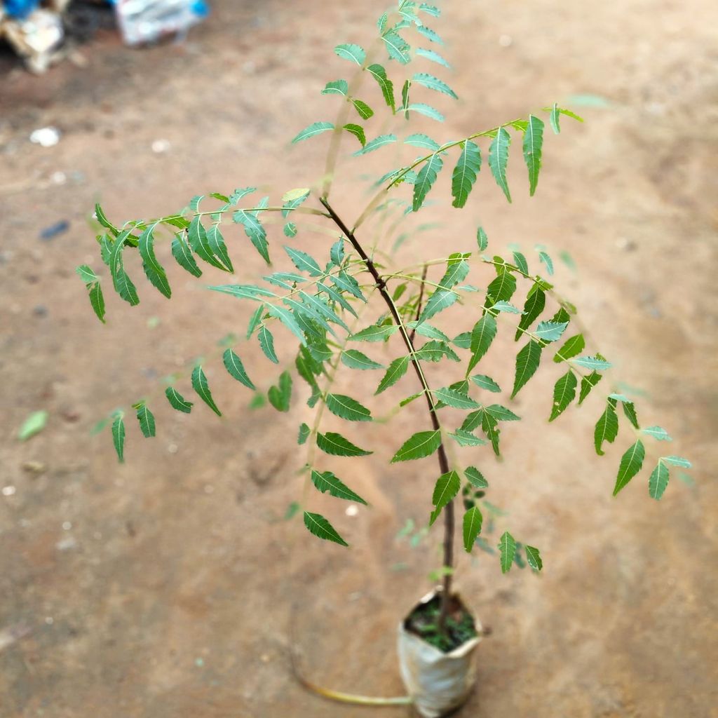 Neem in 5 Inch Nursery Bag