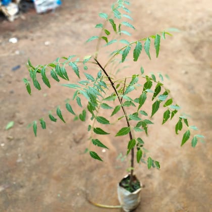 Neem in 5 Inch Nursery Bag