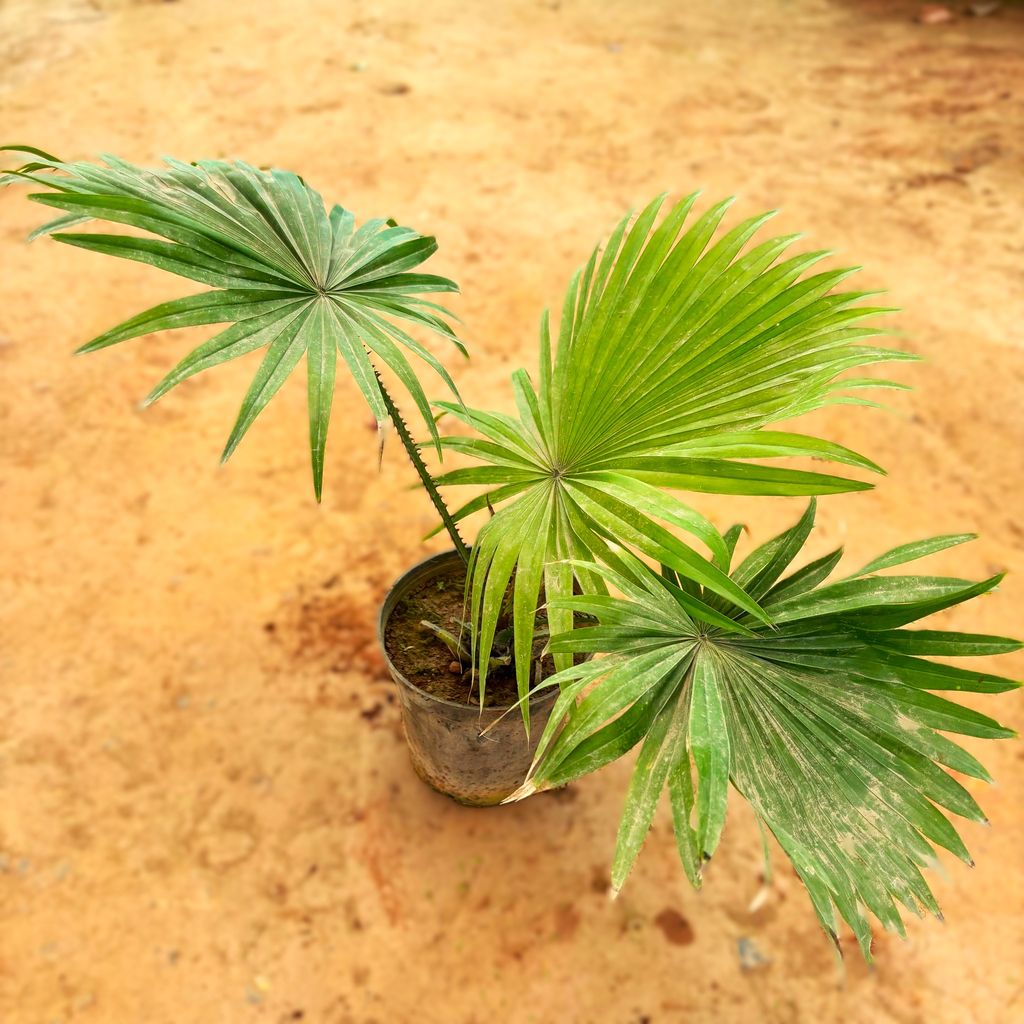 China / Fan Palm in 6 Inch Nursery Pot