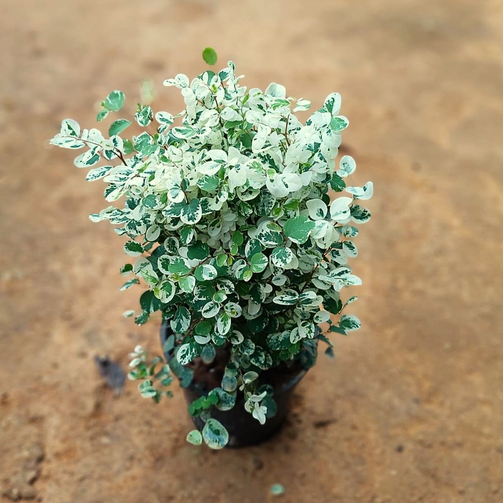 Aralia Snow Bush in 5 Inch Nursery Pot