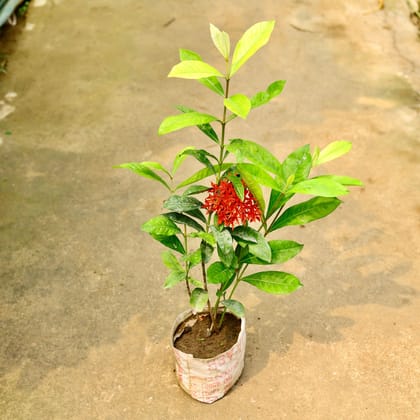 Ixora Red in 10 Inch Nursery Bag