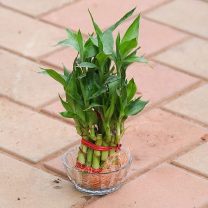 2 Layer Lucky Bamboo in Glass Bowl