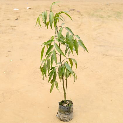 Ashoka Tree (~ 2 Ft) in 5 Inch Nursery Bag