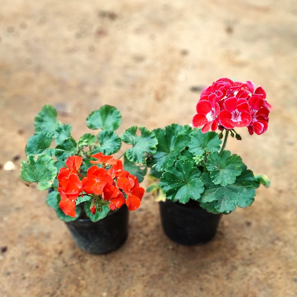 Set of 2 - Geranium (Red & Pink) in 5 Inch Nursery Pot