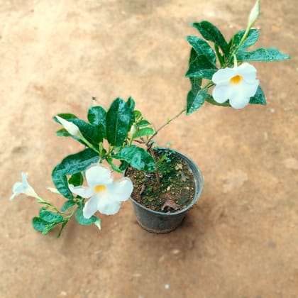 Mandevilla Creeper White in 5 Inch Nursery Pot