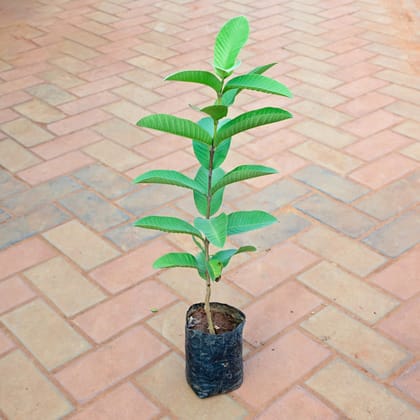 Amrood / Guava in 5 Inch Nursery Bag