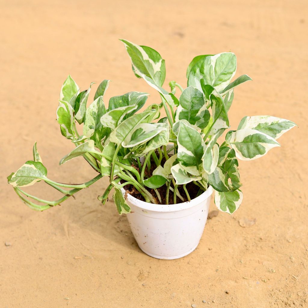 Money Plant Marble in 4 Inch Nursery Pot