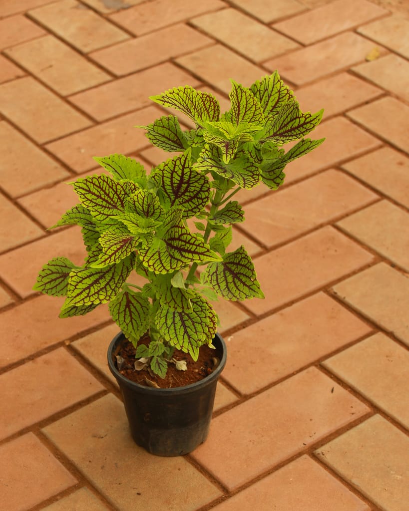 Coleus Green (any colour) in 4 Inch Nursery Pot