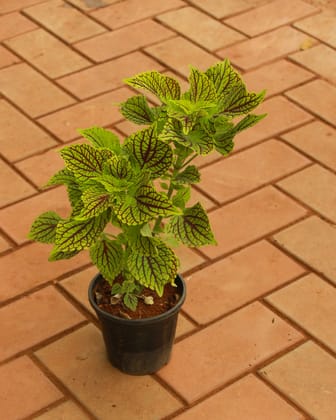 Buy Coleus Green (any colour) in 4 Inch Nursery Pot Online | Urvann.com