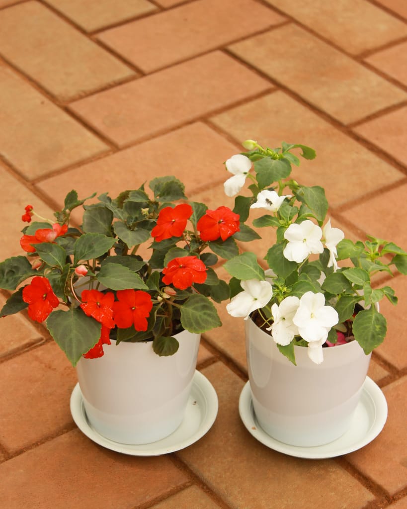 Set of 2 - Impatient Balsamina (Red & White) in 4 Inch White Sphere Premium Pot With Tray