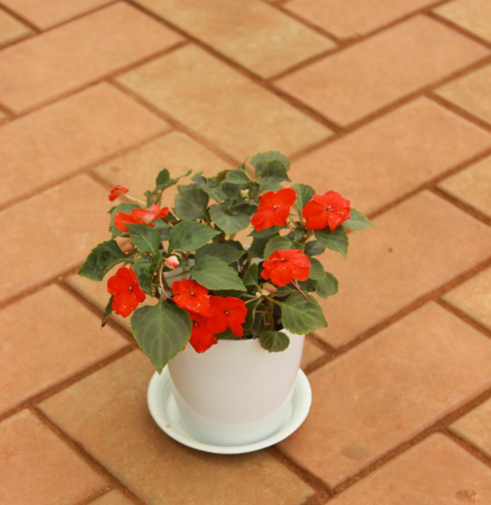 Impatient Balsamina Red in 5 Inch White Sphere Premium Pot With Tray