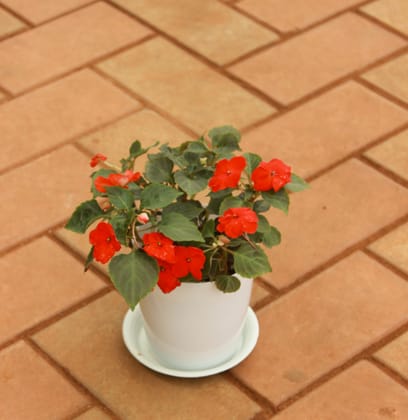 Buy  Impatient Balsamina Red in 5 Inch White Sphere Premium Pot With Tray Online | Urvann.com