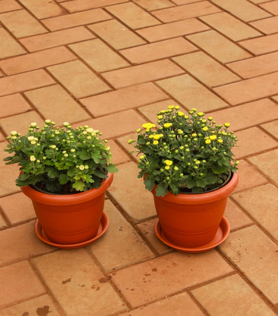 Set of 2 - Chrysanthemum (White & Yellow) in 7 Inch Classy Red Plastic Pot with Tray