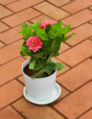 Buy Zinnia Pink in 5 Inch White Sphere Premium Pot With Tray Online | Urvann.com