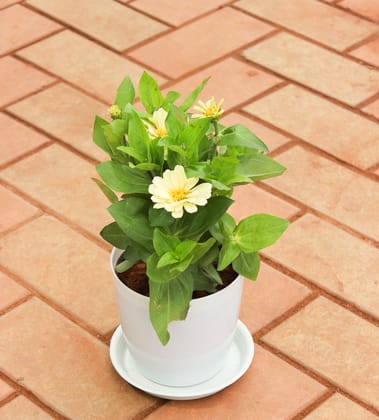 Buy Zinnia White in 5 Inch White Sphere Premium Pot With Tray Online | Urvann.com