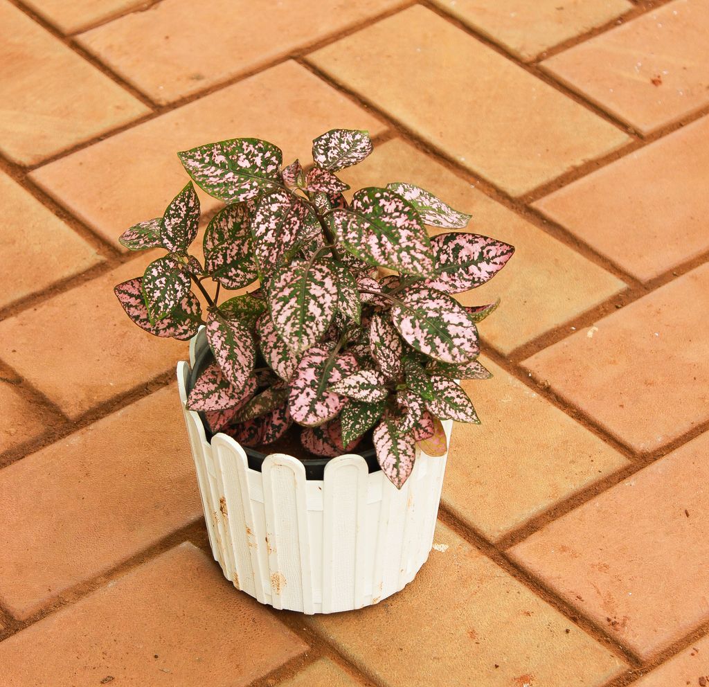 Hypoestes / Polka Dot Red  in 5 Inch White Premium Tippy Plastic Pot