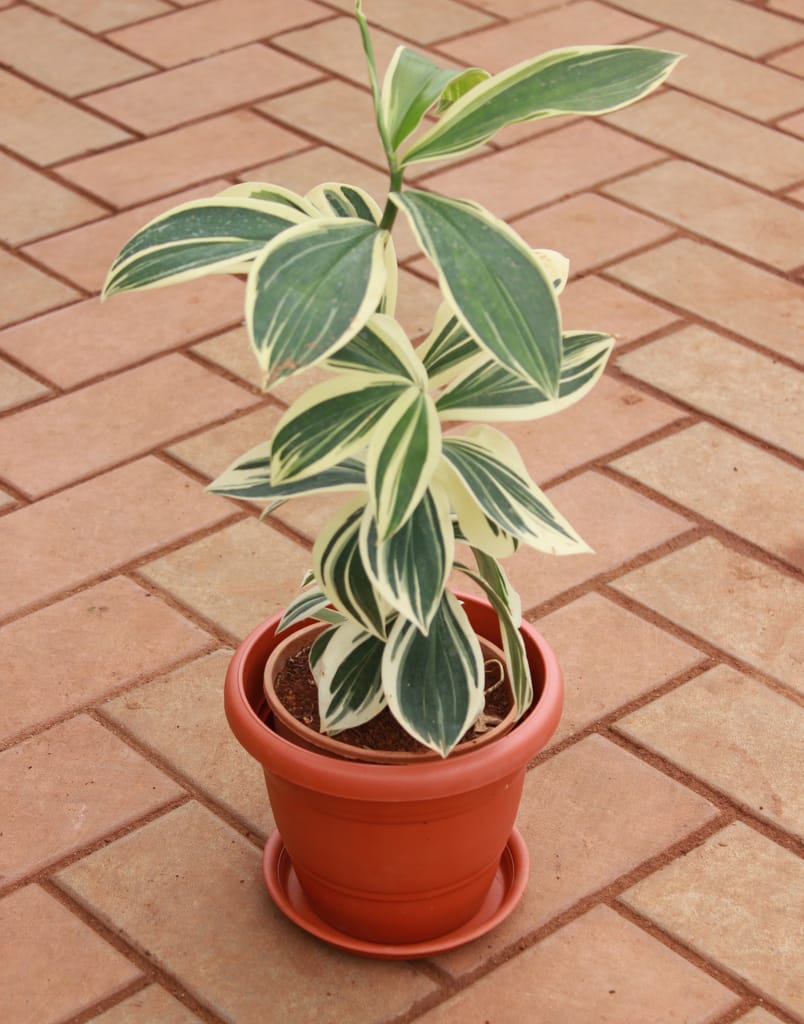 Costus Arabicus Variegated in 5 Inch Classy Red Plastic Pot with Tray