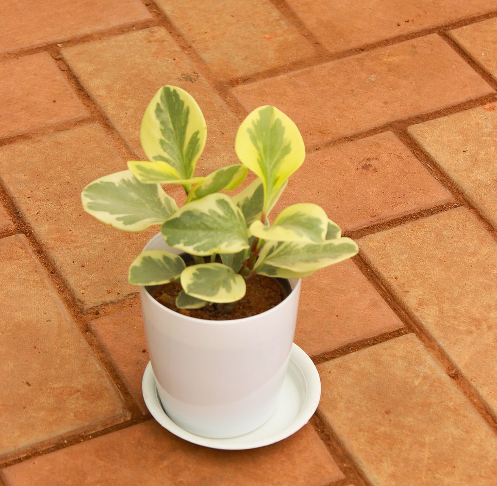 Peperomia / Radiator Plant White-Green in 5 Inch White Sphere Premium Pot With Tray - Best Exotic Indoor Plant