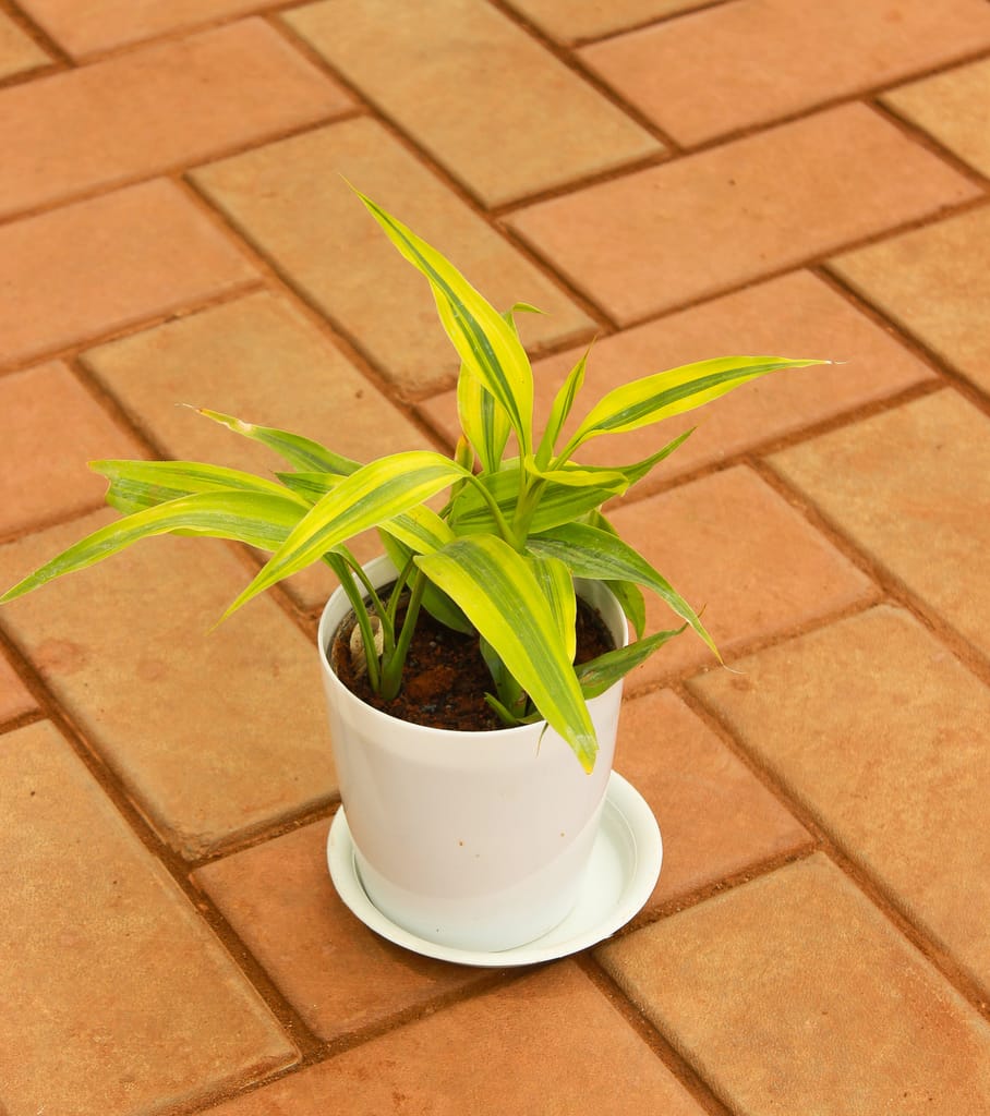 Soil Bamboo in 5 Inch White Premium Pot With Tray