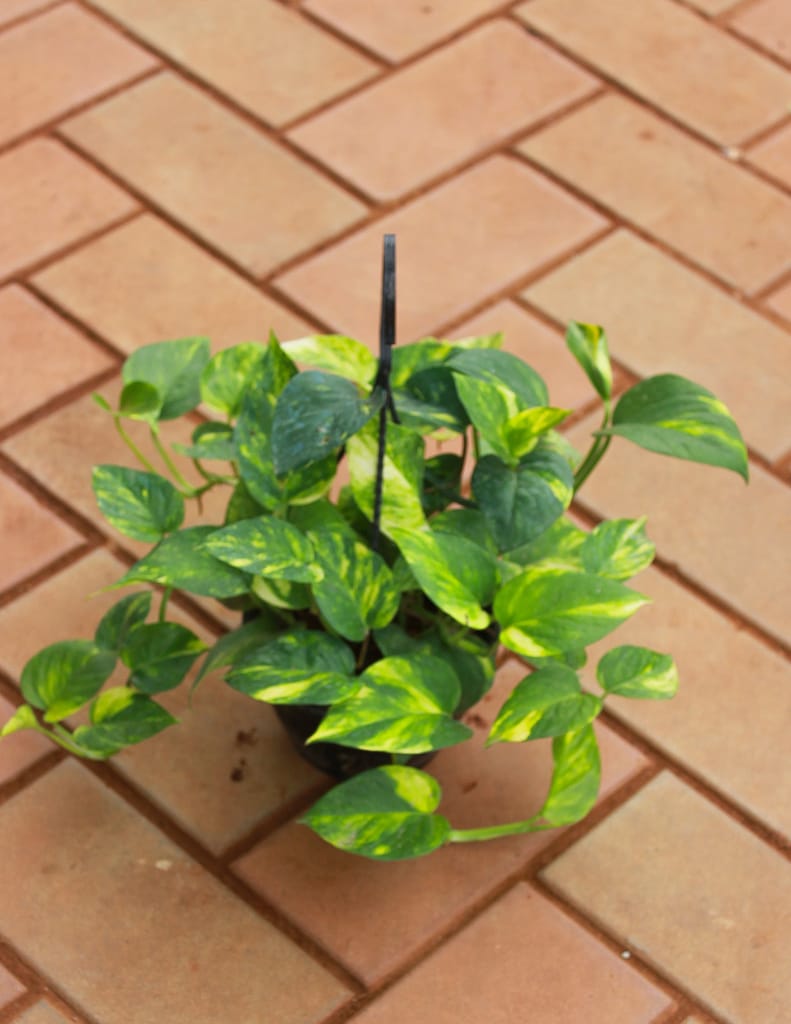 Money Plant Green in 5 Inch Black Hanging Basket