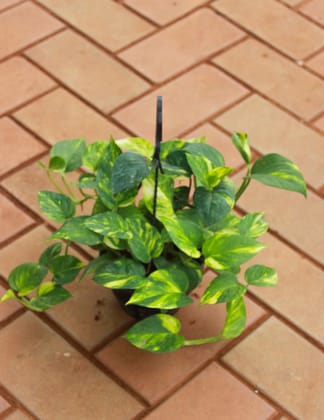 Buy Money Plant Green in 5 Inch Black Hanging Basket Online | Urvann.com